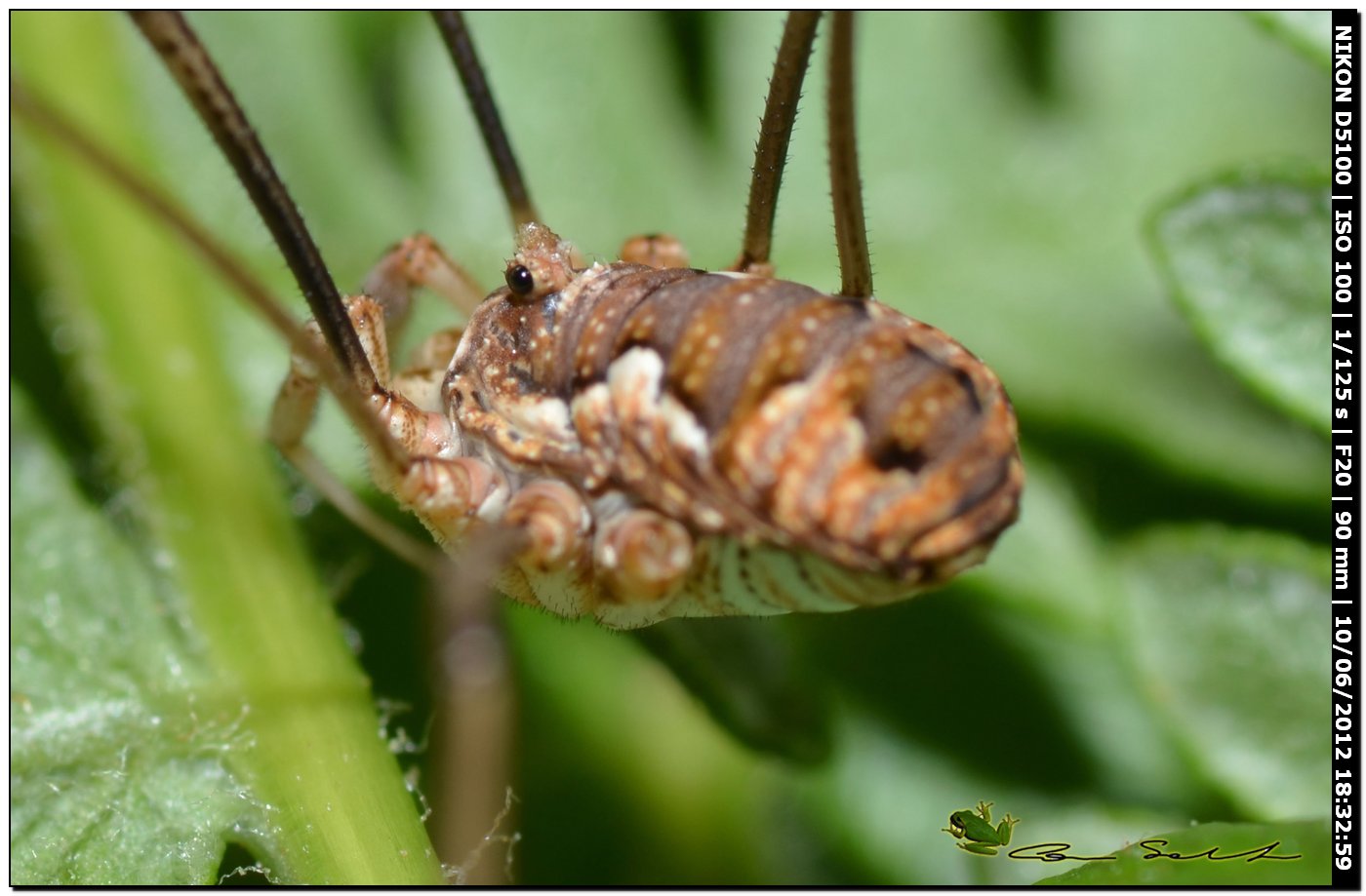 Dasylobus argentatus da Villanova Monteleone No 149